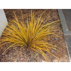 Libertia peregrinans Libertia peregrinans